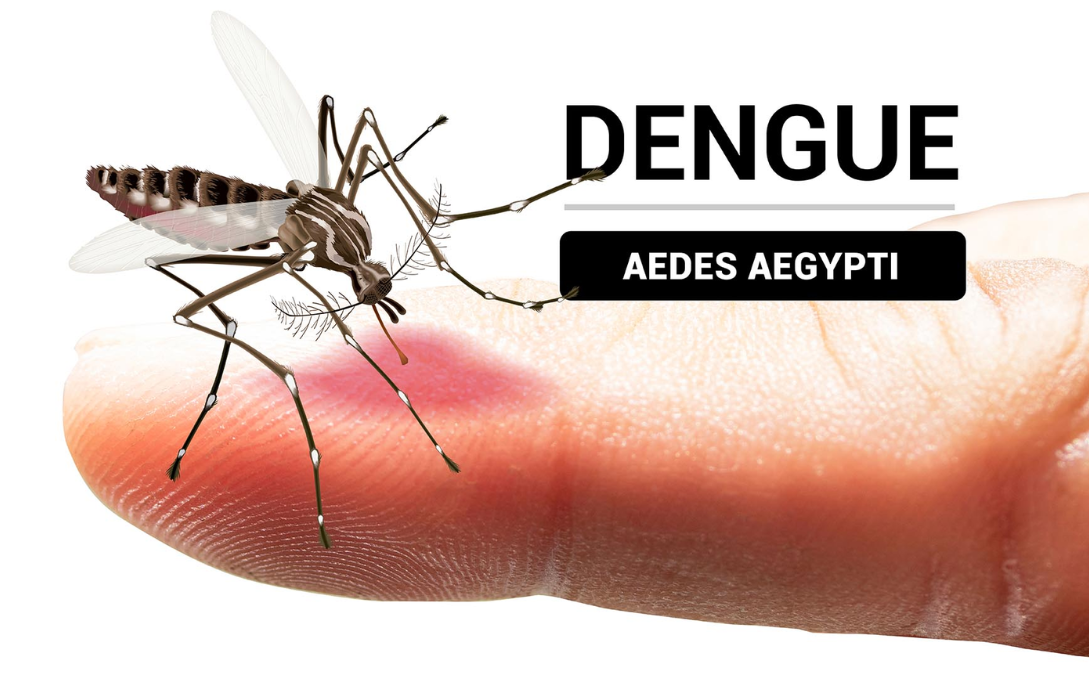 Dengue - Regio Politica