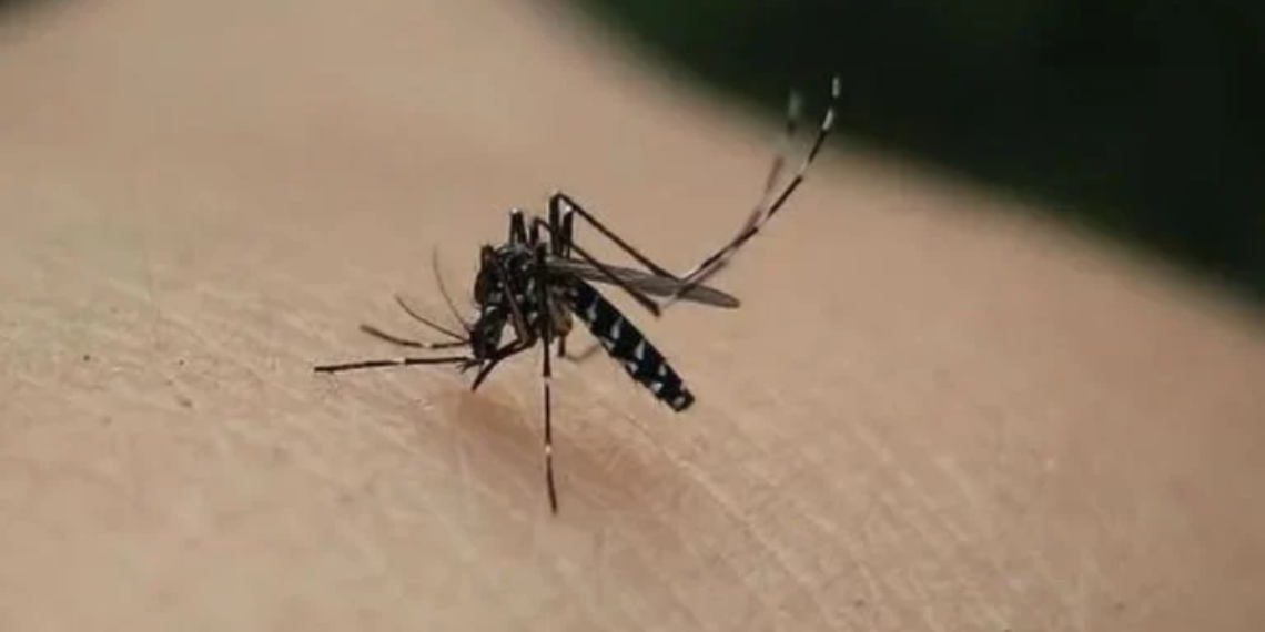 Mosquitos - Regio Politica