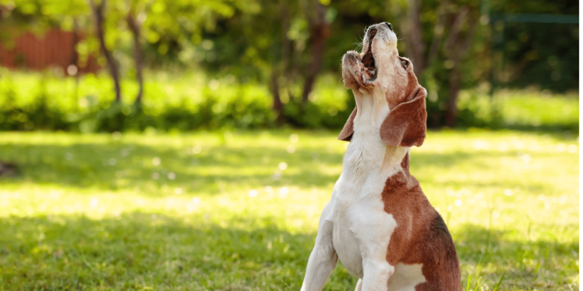 Sanción Por Ladridos - Regio Politica Sanción Por Ladridos - Regio Politica