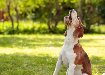 Sanción por ladridos