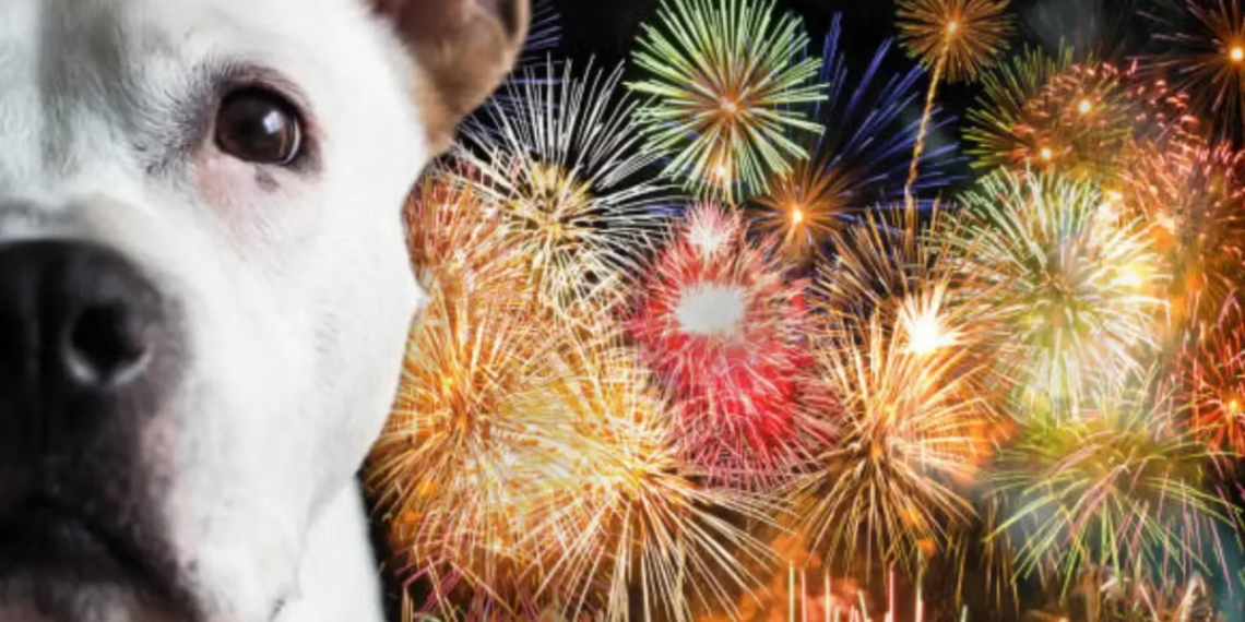 Ansiedad En Perros - Regio Politica