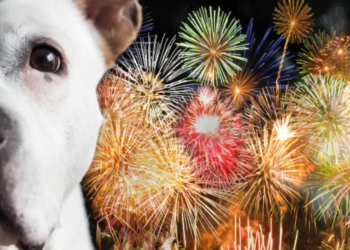 Ansiedad En Perros - Regio Politica