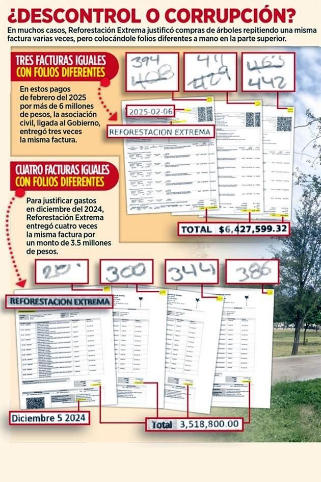 Image - Regio Politica Millón-de-árboles-de-samuel-garcía-proyecto-de-reforestación-en-nuevo-león-reforestación-extrema-metodología-de-conteo