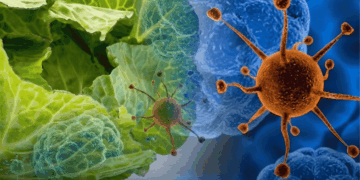 Casos De Ciclosporiasis - Regio Politica