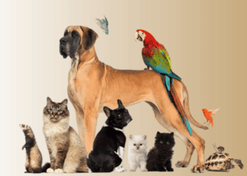 Ley General De Bienestar Animal En México - Regio Políticas - Regio Politica